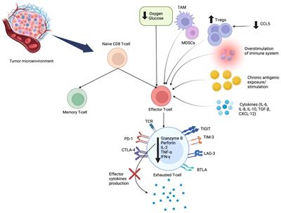 Targeting the tumor microenvironment to improve clinical outcomes in triple negative breast cancer patients and bridge the current disparity gap